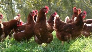 Former battery hens in the sunshine at Tadbeer farm, Somerset