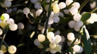 Mistletoe