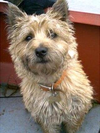 Edd the dog