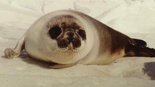 Seal in Canada