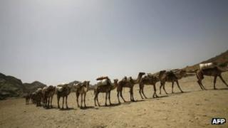 Camels carry salt in the Ethiopia's Afar region on 7 March 2007