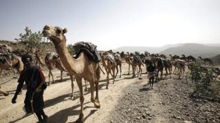 Camels carrying salt are led along a road in the Afar region of Ethiopia