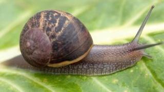 A garden snail
