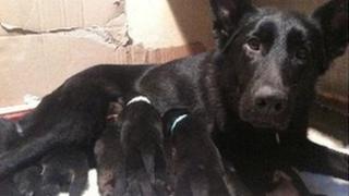 Puppies with their mother, Saxon.