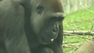 Njema the gorilla