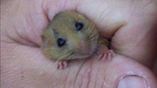 Dormouse in hand