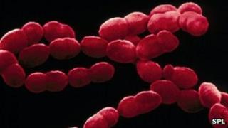 Streptococcus pneumoniae bacteria