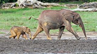 African forest elephants