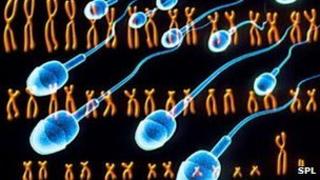 Chromosomes of a man