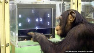 Ayumu the chimp completes a computer game (c) BBC/Professor Tetsuro Matsuzawa