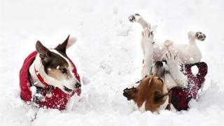 Dogs rolling in snow
