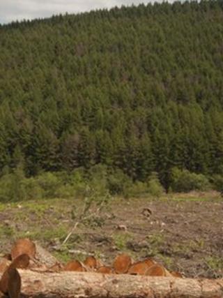 Phytophthora ramorum affecting Japanese Larch at the Penhydd section of the Afan forest, south Wales (picture: Forestry Commission / Isobel Cameron)