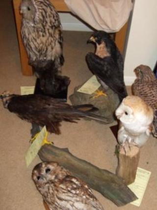 Some of the birds seized by police