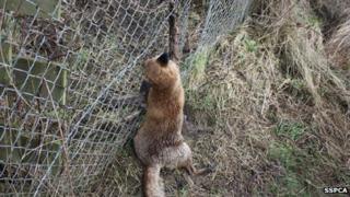 The fox trapped in a snare. Scottish SPCA pic