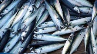 Mackerel catch