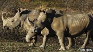 Rhinos in a game park in South Africa