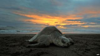 Turtle on beach, in Costa Rica
