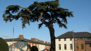 Cedar of Lebanon tree