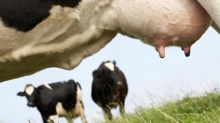 A cow's udder