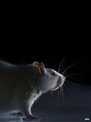 Lab rat