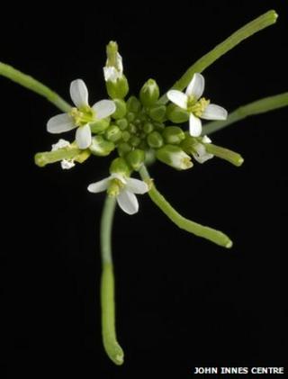 Arabidopsis thaliana (Image: John Innes Centre)