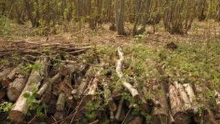 Managed woodland