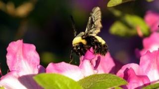 Bumblee bee on flower