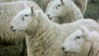 Sheep - generic