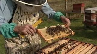Bee keeper and bees