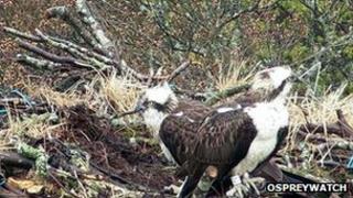 Osprey YV and a female bird on the nest