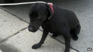 Black labrador retriever