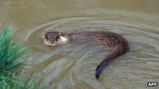 Otter