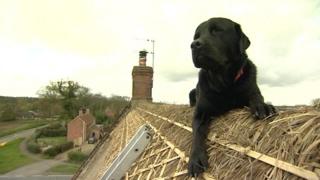 A large, black labrador-rottweiler crossbreed sits on top of a thatched roof lazily.