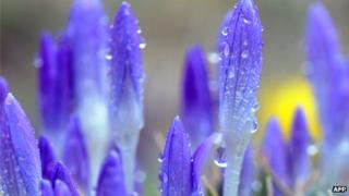 Crocus with raindrops