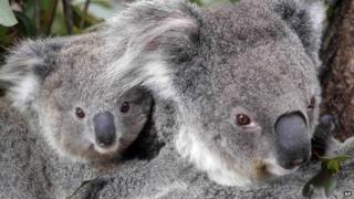 koala australia parts koalas numbers drop