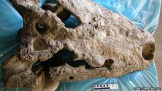 Skull of the newly identified crocodile Crocodylus thorbjarnarsoni