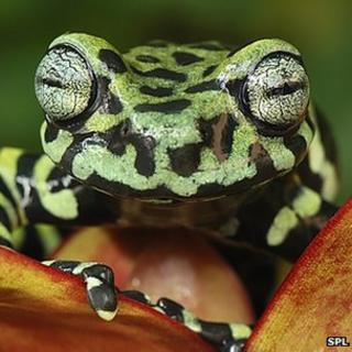 Frog