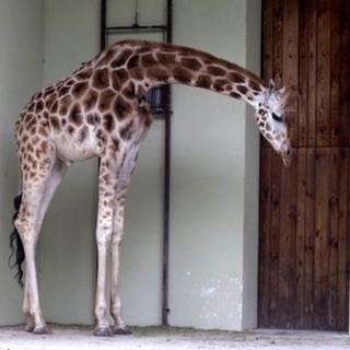 Six-year-old male giraffe Tofik is left alone at the zoo in Lodz, central Poland on Tuesday, May 15, 2012