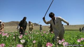 Eradication workers in a poppy field in Nangahar province