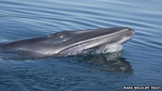Minke Whale near the Isle of Man coast