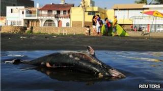 Dead dolphin in Peru on 6 May 2012