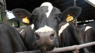 cows