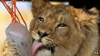 Lion cub licking ice at Blair Drummond Safari Park, near Stirling