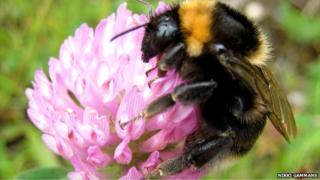 Short-haired bumblebee (Nikki Gammans)