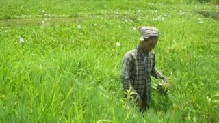elderly woman wades through paddy field