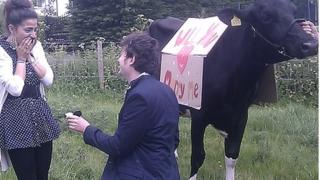 Man proposed to his fiance with a cow