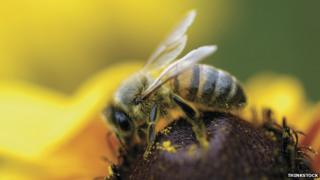 Close-up of honeybee