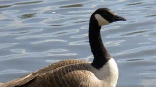 Canada geese