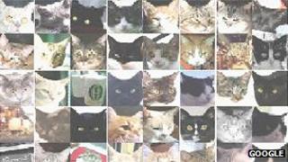 Cat head shots