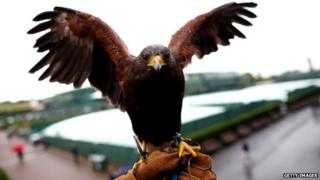 Hawk displaying his wings